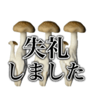 敬語しめじ（個別スタンプ：8）