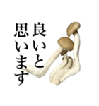 敬語しめじ（個別スタンプ：9）