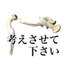 敬語しめじ（個別スタンプ：11）