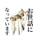 敬語しめじ（個別スタンプ：12）