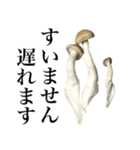 敬語しめじ（個別スタンプ：13）