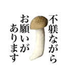 敬語しめじ（個別スタンプ：14）