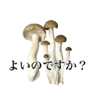 敬語しめじ（個別スタンプ：15）