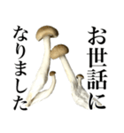 敬語しめじ（個別スタンプ：19）