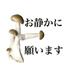 敬語しめじ（個別スタンプ：21）