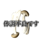 敬語しめじ（個別スタンプ：22）