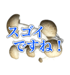 敬語しめじ（個別スタンプ：30）