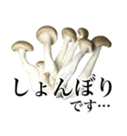 敬語しめじ（個別スタンプ：31）