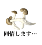敬語しめじ（個別スタンプ：33）