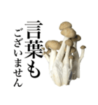 敬語しめじ（個別スタンプ：34）