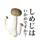 敬語しめじ（個別スタンプ：35）