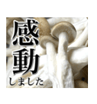 敬語しめじ（個別スタンプ：38）