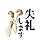 敬語しめじ（個別スタンプ：39）