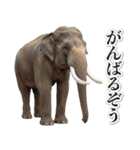 これはダジャレ（個別スタンプ：21）