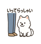 ふわふわサモエドの日常（個別スタンプ：12）