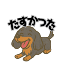ミニチュアダックス 日常スタンプ第3弾（個別スタンプ：6）