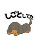 ミニチュアダックス 日常スタンプ第3弾（個別スタンプ：7）