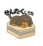 ミニチュアダックス 日常スタンプ第3弾（個別スタンプ：13）