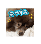 ポメラニアンのカイ君（個別スタンプ：2）
