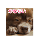 ポメラニアンのカイ君（個別スタンプ：3）