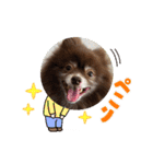 ポメラニアンのカイ君（個別スタンプ：6）