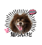 ポメラニアンのカイ君（個別スタンプ：7）