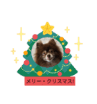 ポメラニアンのカイ君（個別スタンプ：11）