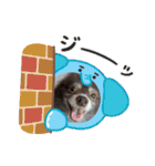 ポメラニアンのカイ君（個別スタンプ：12）