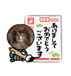 ポメラニアンのカイ君（個別スタンプ：13）
