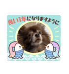 ポメラニアンのカイ君（個別スタンプ：15）