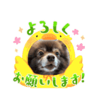 ポメラニアンのカイ君（個別スタンプ：16）