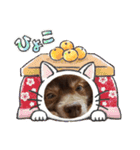 ポメラニアンのカイ君（個別スタンプ：19）