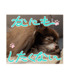 ポメラニアンのカイ君（個別スタンプ：20）