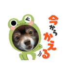 ポメラニアンのカイ君（個別スタンプ：21）