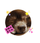 ポメラニアンのカイ君（個別スタンプ：22）