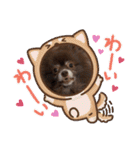 ポメラニアンのカイ君（個別スタンプ：23）