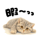 優しい水彩♡にゃんこ（個別スタンプ：19）