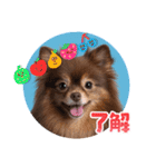 ポメラニアンのカイ君2（個別スタンプ：1）