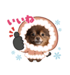 ポメラニアンのカイ君2（個別スタンプ：4）