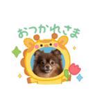 ポメラニアンのカイ君2（個別スタンプ：5）
