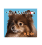 ポメラニアンのカイ君2（個別スタンプ：11）