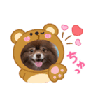 ポメラニアンのカイ君2（個別スタンプ：12）