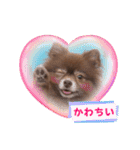 ポメラニアンのカイ君2（個別スタンプ：16）