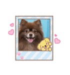 ポメラニアンのカイ君2（個別スタンプ：24）