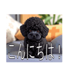 ミニチュアプードルがいっぱい（個別スタンプ：2）