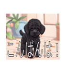 ミニチュアプードルがいっぱい（個別スタンプ：3）
