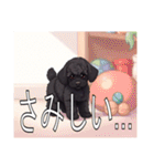ミニチュアプードルがいっぱい（個別スタンプ：23）