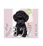 ミニチュアプードルがいっぱい（個別スタンプ：25）