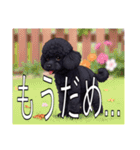 ミニチュアプードルがいっぱい（個別スタンプ：28）
