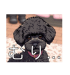 ミニチュアプードルがいっぱい（個別スタンプ：29）